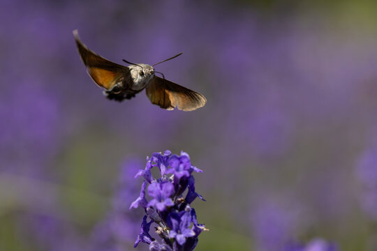View of a hummingbird hawk-moth hovering in flight over a purple lavender flower in a garden Wittenheim, Grand Est, France.