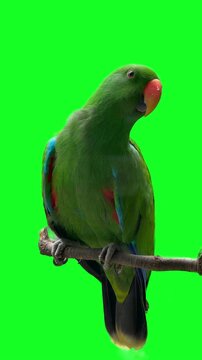 parrot on a branch in green screen background