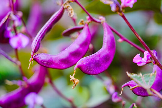 Purple beans grow naturally outdoors