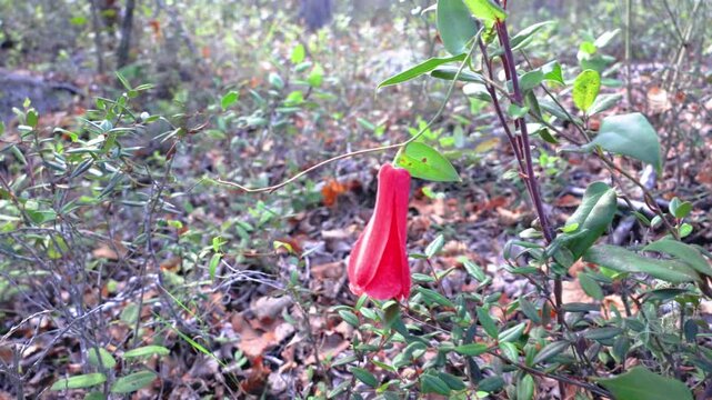 The copihue, Chile's national flower, is shown in full bloom with its petals open, its bell shape displaying an intense red color. The image shows it hanging from a vine in the native forest.