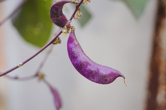 Purple beans grow naturally outdoors