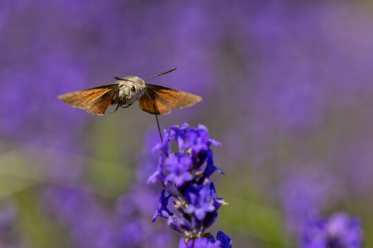View of a hummingbird hawk-moth hovering and feeding on a purple lavender flower in a blooming field in Wittenheim, Grand Est, France.