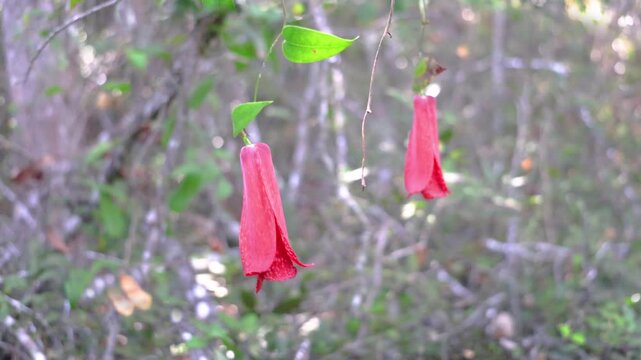 The copihue, Chile's national flower, is shown in full bloom with its petals open, its bell shape displaying an intense red color. The image shows it hanging from a vine in the native forest.