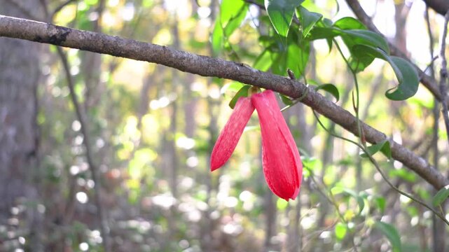 The flower bud of the copihue flower corresponds to the moment before flowering, when the flower is still closed, with the petals together and compact, already showing its characteristic color.