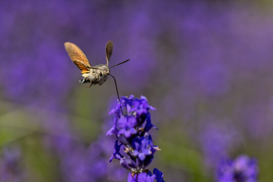 View of a hummingbird hawk-moth hovering and feeding on a purple lavender flower with a blurred floral background in Wittenheim, Grand Est, France.