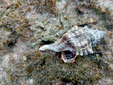 Sea shell of raw whelk, sea snails bulot, coral rock background
