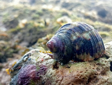 Sea shell of raw whelk, sea snails bulot, coral rock background