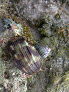 Sea shell of raw whelk, sea snails bulot, coral rock background