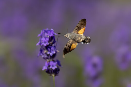 View of a hummingbird hawk-moth hovering and feeding on a purple lavender flower with a soft blurred background Wittenheim, Grand Est, France.