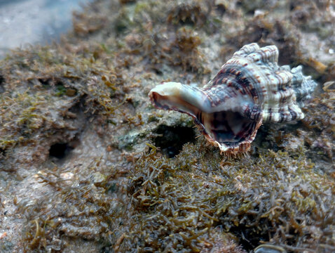 Sea shell of raw whelk, sea snails bulot, coral rock background