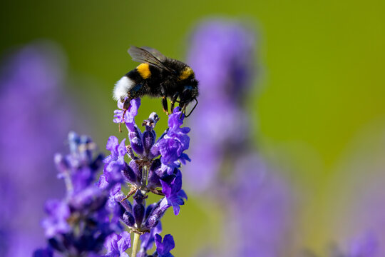 View of a bumblebee collecting nectar from purple lavender flowers in a garden under bright sunlight Wittenheim, Grand Est, France.