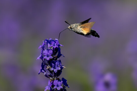 View of a hummingbird hawk-moth hovering while feeding on a purple lavender flower in a garden in Wittenheim, Grand Est, France.