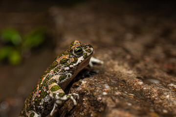 Obraz premium Wechselkröte (Bufotes viridis)BODY: Canon R5ii LENS: Canon RF 35mm 1.8 macro