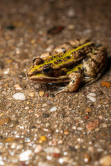 Obraz premium Teichfrosch (Pelophylax kl. esculentus)