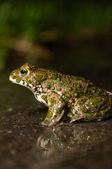 Fototapeta premium Wechselkröte (Bufotes viridis)BODY: Canon R5ii LENS: Canon RF 35mm 1.8 macro