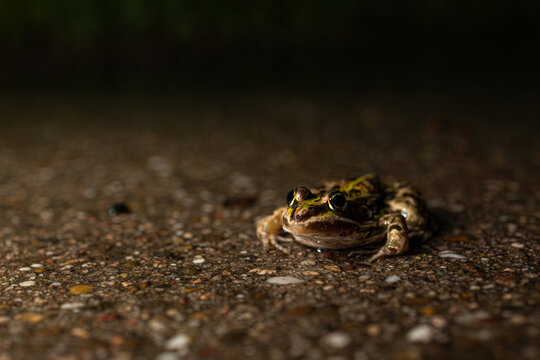 Teichfrosch (Pelophylax kl. esculentus)