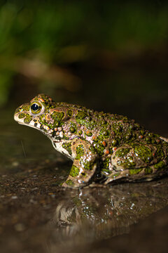 Wechselkr&ouml;te (Bufotes viridis)

BODY: Canon R5ii
LENS: Canon RF 35mm 1.8 macro