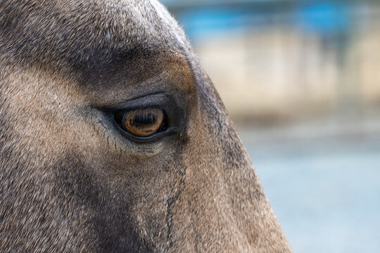 A close-up side profile of a large, muscular horse's head. The base coat colour of the hair is rose-grey. The eye of the horse is brown with a black pupil. The forehead has a star-shaped white spot. T