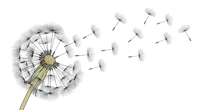 Minimalist illustration of a dandelion seed head with seeds flying in the wind