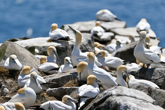 A colony of adult Northern gannets perched on a large rock. The birds are nesting on the cliff with a blue ocean in the background. The wings have black tips, yellow heads, blue eyes, and long beaks.