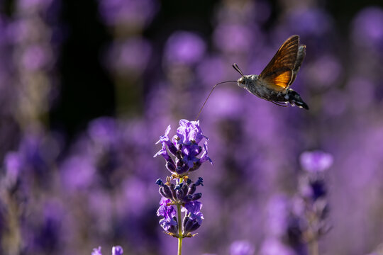 View of a hummingbird hawk-moth hovering and feeding on purple lavender flowers in a sunny field Wittenheim, Grand Est, France.
