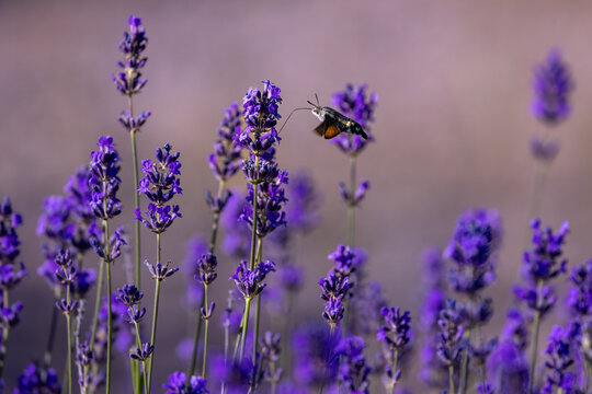 View of a hummingbird hawk-moth hovering and feeding on vibrant purple lavender flowers in a garden Wittenheim, Grand Est, France.