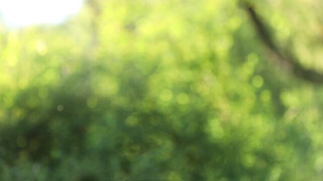 Blurred view of green trees growing outdoors. Bokeh effect
