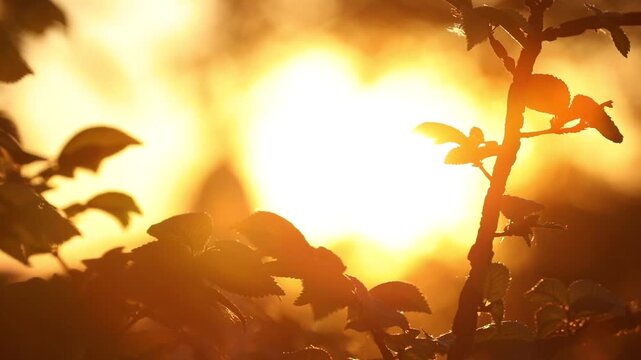 Sun shining through tree branches at morning, selective focus and bokeh effect. Camera moving right and up