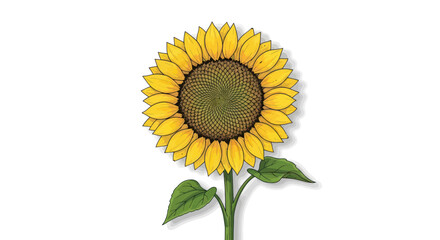 Obraz premium Sunflower Flat Vector Illustration