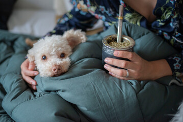 Person relaxing in bed with a poodle and mate tea © virginia
