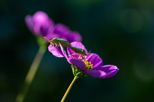 View of two green shield bugs on a vibrant purple cosmos flower with a dark blurred background in Wittenheim, Grand Est, France.