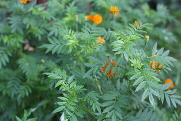orange flowers in the garden © Kaka