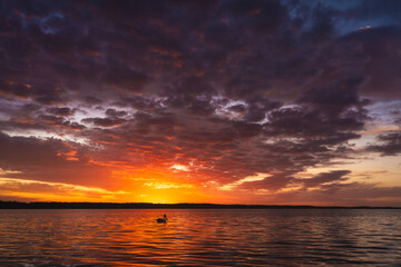 Obraz premium Pelican floating into the sunset on calm water with vibrant colours