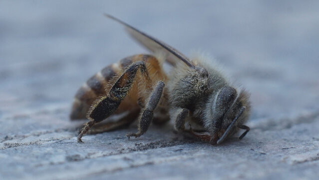 Dead Bee 