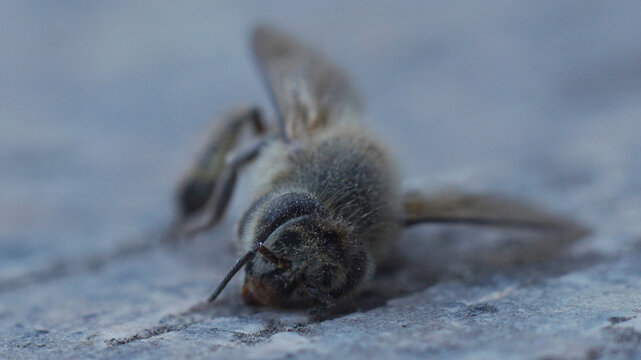 Dead Bee 