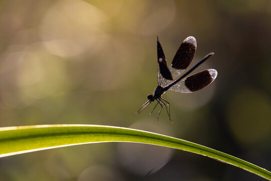 View of a damselfly with dark wings hovering above a green blade of grass against a soft bokeh background in warm golden light Wittenheim, Grand Est, France.