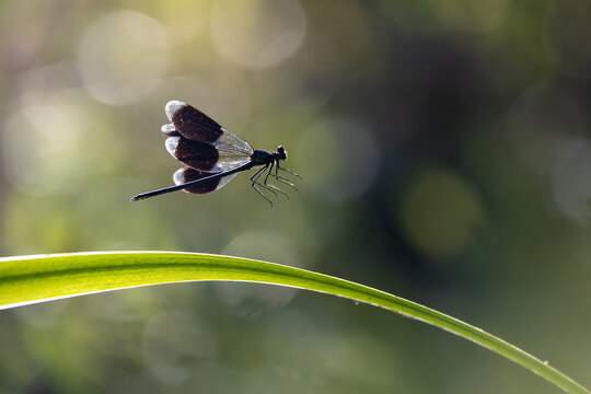 View of a damselfly with dark wings hovering above a green blade of grass in a sunlit garden in Wittenheim, Grand Est, France.