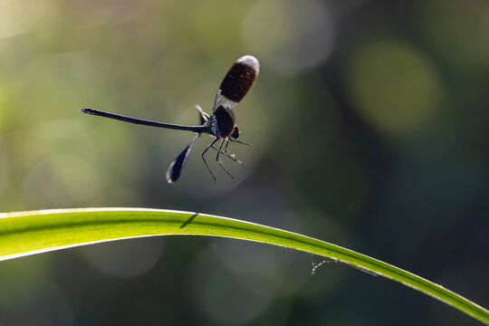 View of a dark damselfly hovering above a green blade of grass in a sunlit garden Wittenheim, Grand Est, France.