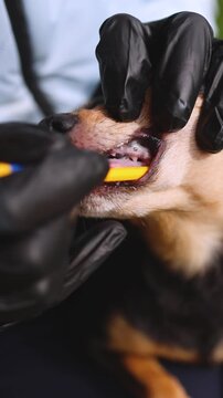 Pet dog dental care, oral hygiene and teeth treatment, veterinarian specialist holding small black dog, vet performs cleaning procedure and brushing dog teeth at home with toothbrush, grooming service