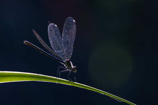 View of a damselfly with translucent wings perched on a green leaf blade against a dark background in Wittenheim, Grand Est, France.