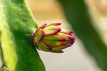 Exotic dragon fruit growing on a cactus vine in a tropical orchard farm. © Selcuk