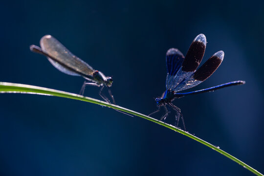 View of two damselflies perched on a thin green blade of grass with iridescent wings against a dark blue background Wittenheim, Grand Est, France.