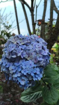 Hydrangea macrophylla flowers blooming in large colorful clusters, showcasing delicate petals and lush foliage that add elegance to gardens and ornamental landscapes