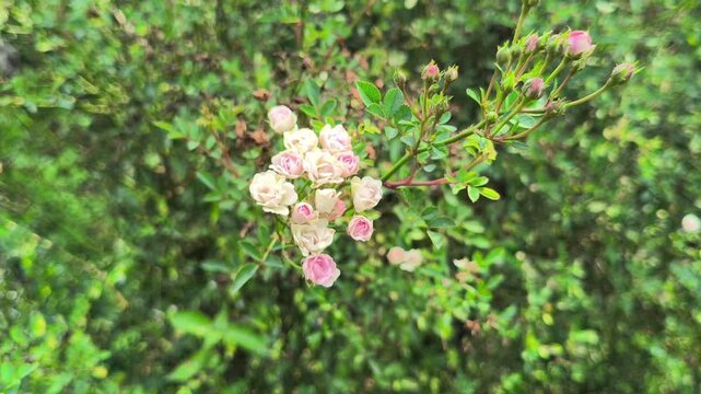 Beautiful Baby Rose flowers blooming with delicate layered petals and soft colors, creating an elegant and romantic atmosphere in a natural garden setting.
