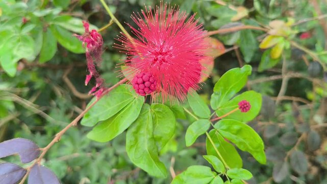 Calliandra haematocephala flowers blooming with fluffy red stamens and lush green foliage, creating a vibrant tropical ornamental display in natural sunlight.