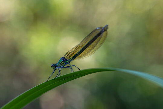 View of a damselfly with iridescent blue-green body and translucent wings perched on a blade of grass in Wittenheim, Grand Est, France.