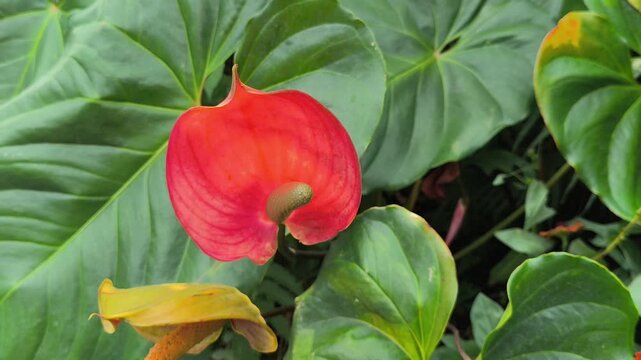 Bright red flamingo flowers with glossy heart-shaped bracts and vibrant green leaves, showcasing elegant tropical beauty in a natural garden setting.
