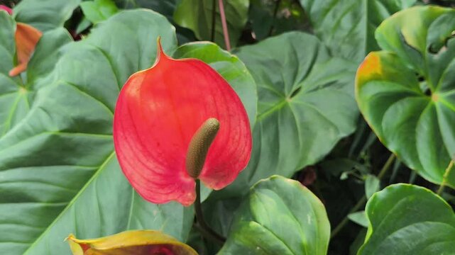 Bright red flamingo flowers with glossy heart-shaped bracts and vibrant green leaves, showcasing elegant tropical beauty in a natural garden setting.