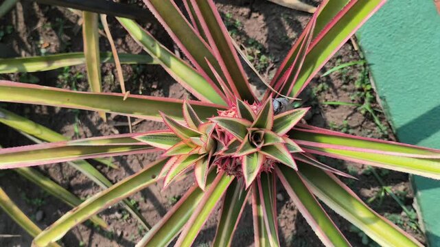 A pineapple plant entering the fruiting stage with a developing young pineapple, showcasing the natural growth process of this tropical fruit crop in an agricultural setting.