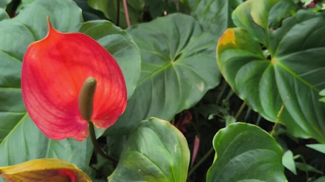 Bright red flamingo flowers with glossy heart-shaped bracts and vibrant green leaves, showcasing elegant tropical beauty in a natural garden setting.
